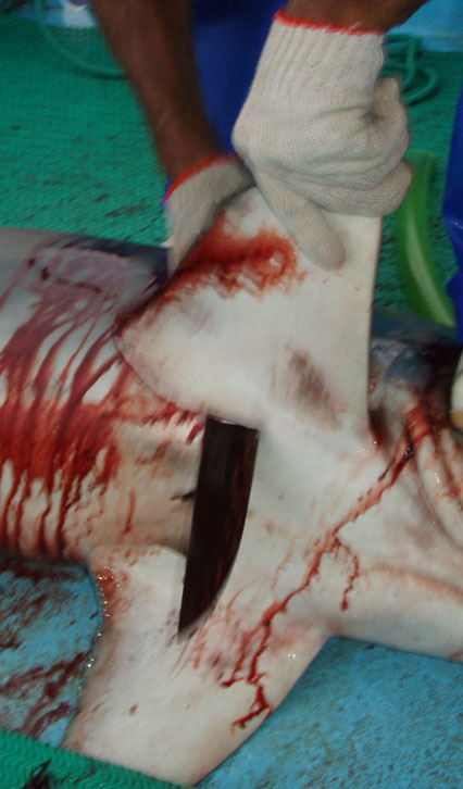 shark finning