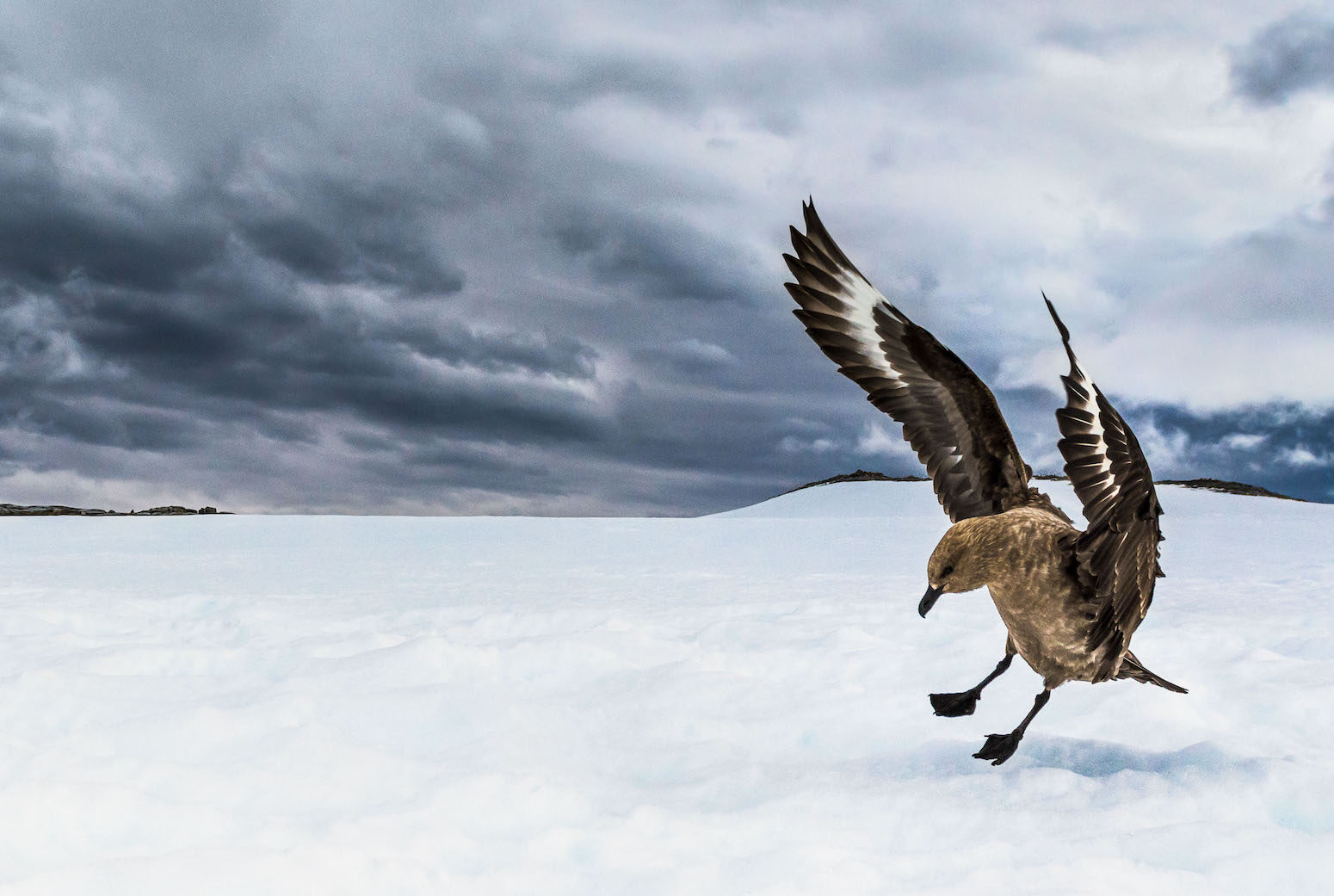 A subantarctic skua comes in for a landing.