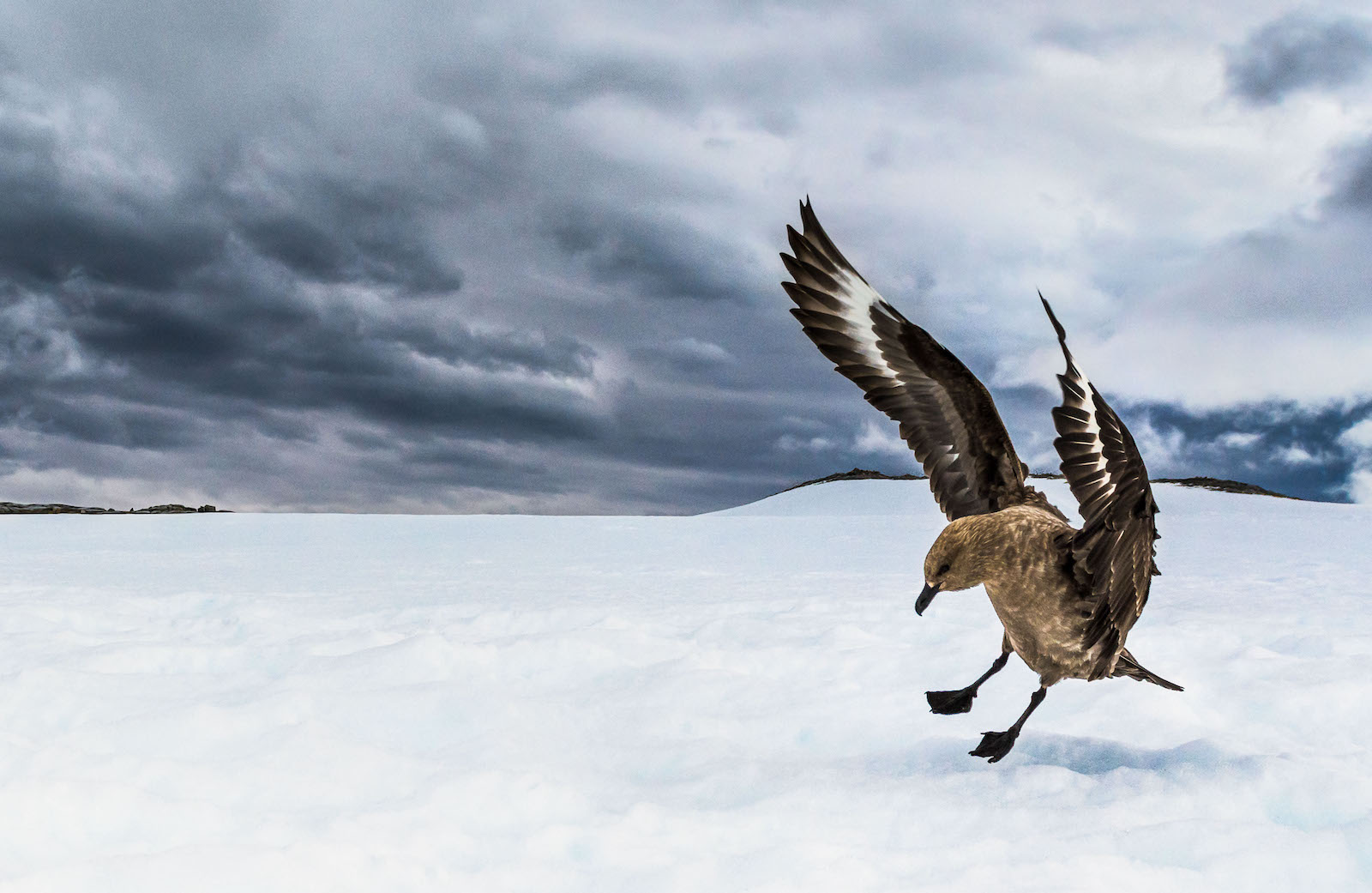 A subantarctic skua comes in for a landing.