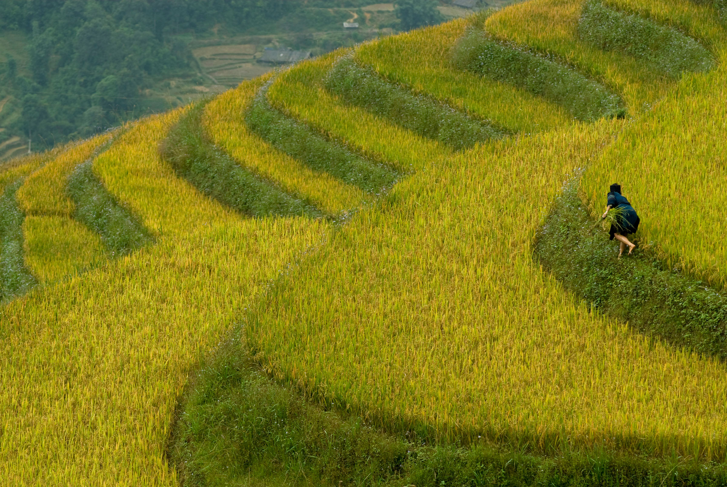 Rice terraces near Sapa, Vietnam